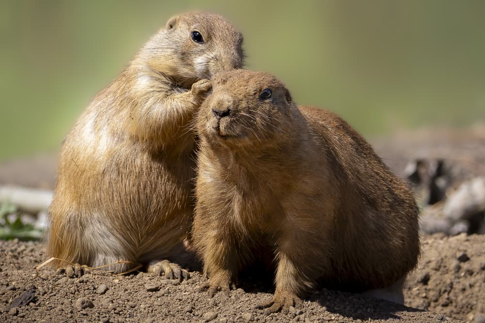 Animals enjoying spring at the Minnesota Zoo