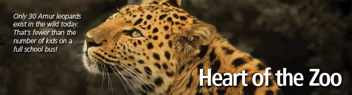 Heart of the Zoo