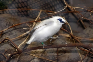 Bali Mynah
