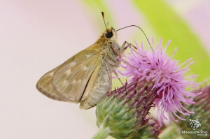 Female Dakota Skipper