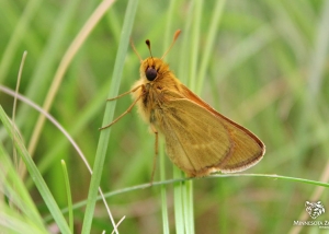 Male Dakota Skipper