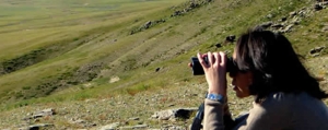 Project collaborator Nandia searching the hillside for Takhi.