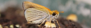 Poweshiek-skipperling