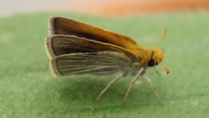 Poweshiek Skipperling