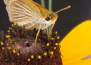 Poweshiek Skipperling