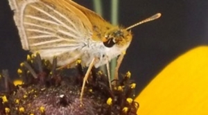Poweshiek Skipperling
