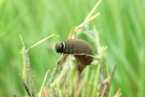 Dakota Skipper Caterpillar