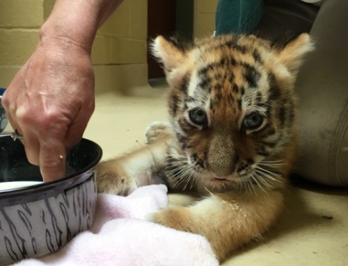 Tiger Cub Update June 15