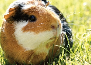 Guinea pig