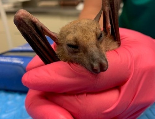 Behind the Scenes with Animal Health: Fruit Bat Surgery