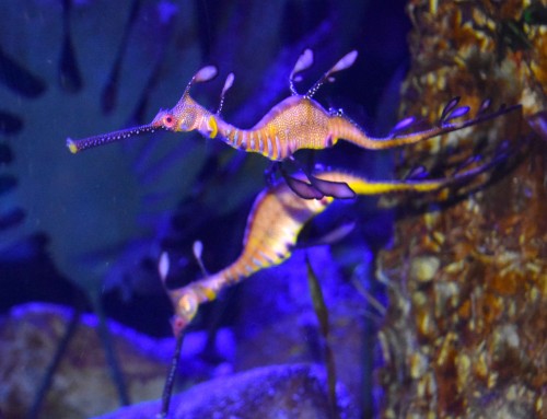 Leafy, Weedy, Wild and Rare: Seadragons at the Minnesota Zoo