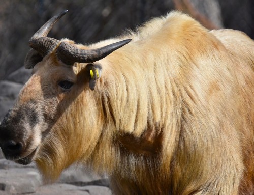 That’s Not a Gnu: New Takin on the Northern Trail