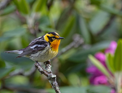 Backyard Birding: How to Learn about Birds and Contribute to Conservation