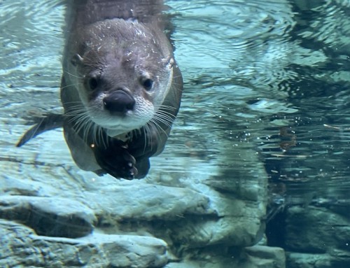New to the Zoo: River Otter Who Couldn’t Be Cuter