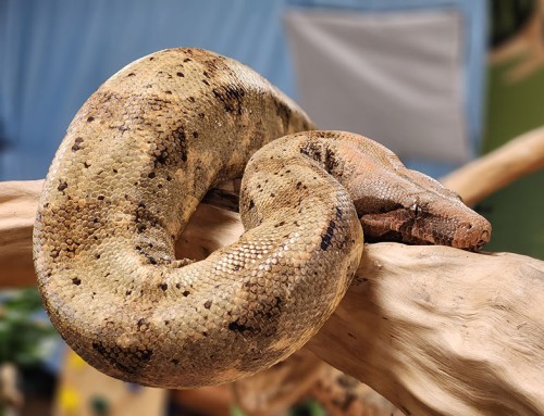 Sssisterly Celebration: Hog Island Boas Turn Thirteen